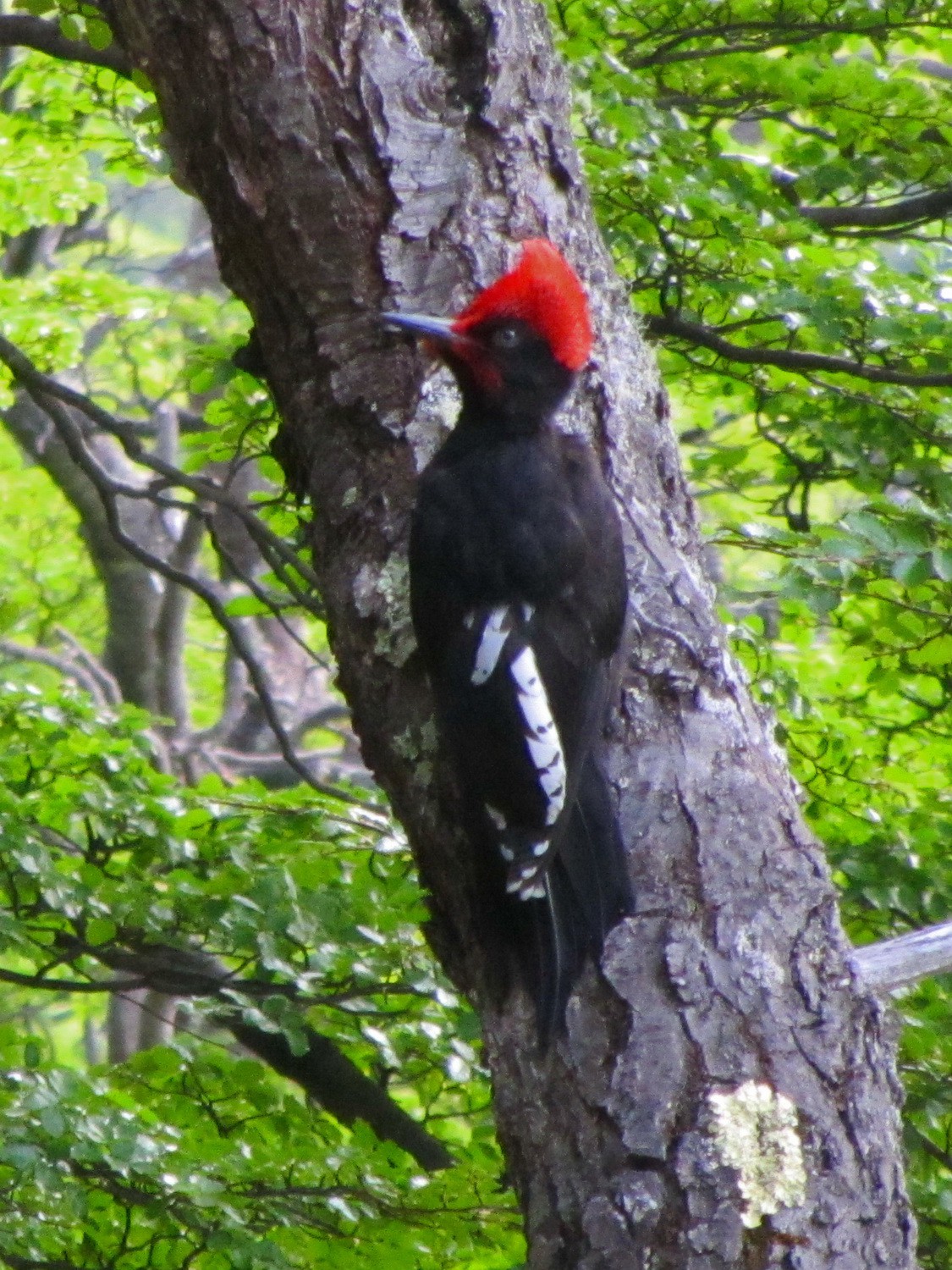 Magellanic Woodpecker I